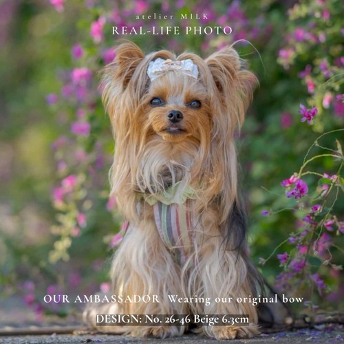 4pc set dog - dog, yorkie
