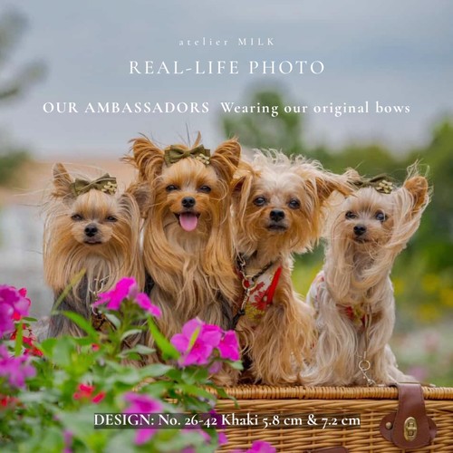 4pc set dog hair bows - dog, yorkie
