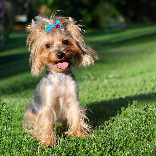 100pcs cute puppy - puppy, small